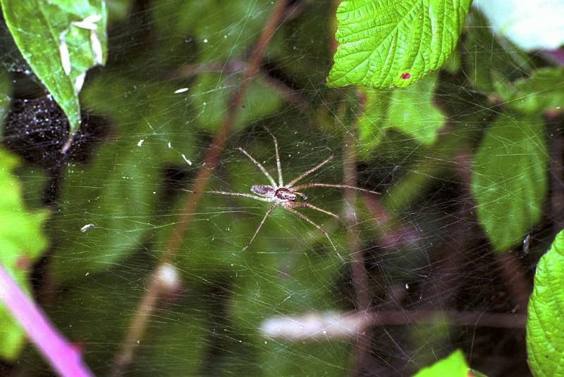 ZZ_ZZ167_F1907_Z_80_Les Gris_Frankrijk.jpg